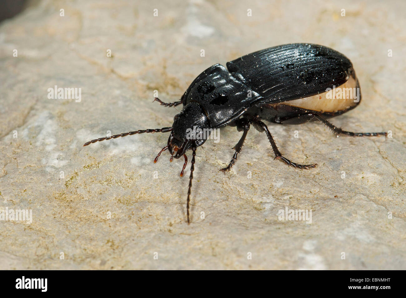 Ground beetle, Carabid beetles (Abax cf. ovalis), female being on the brink of laying eggs with thick abdomen, Germany Stock Photo