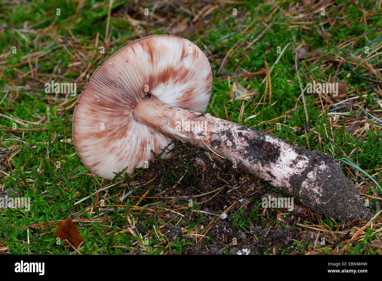 blusher (Amanita rubescens), characteristic flakes washed away by the rain, Germany Stock Photo