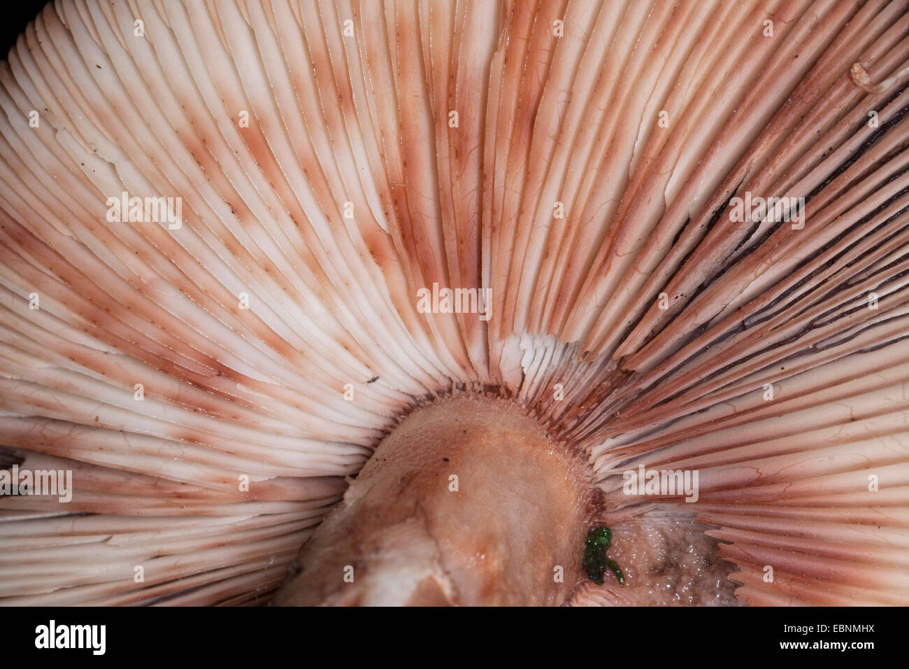 blusher (Amanita rubescens), characteristic flakes washed away by the rain, Germany Stock Photo