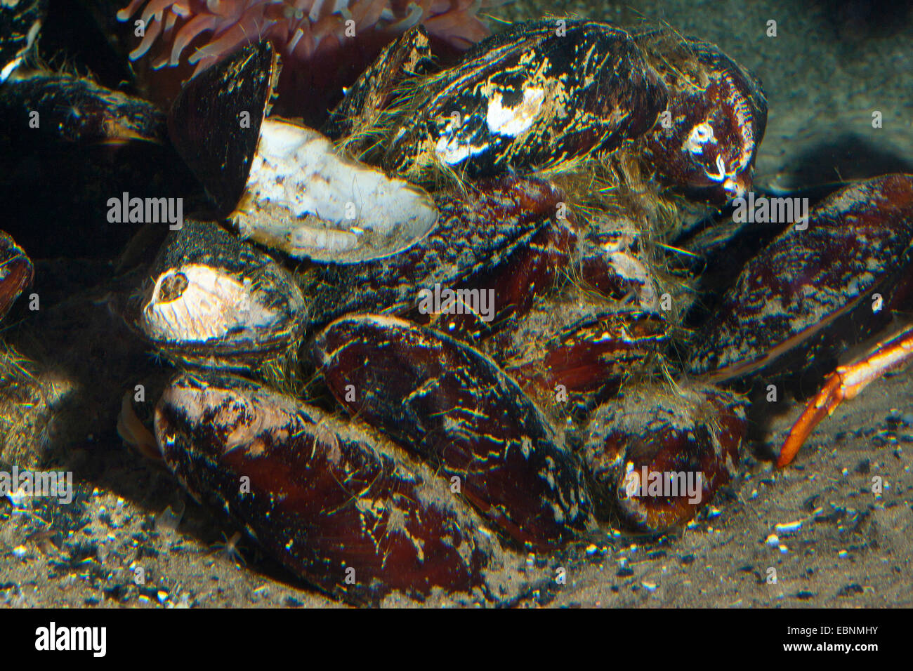 Horse mussels hires stock photography and images Alamy