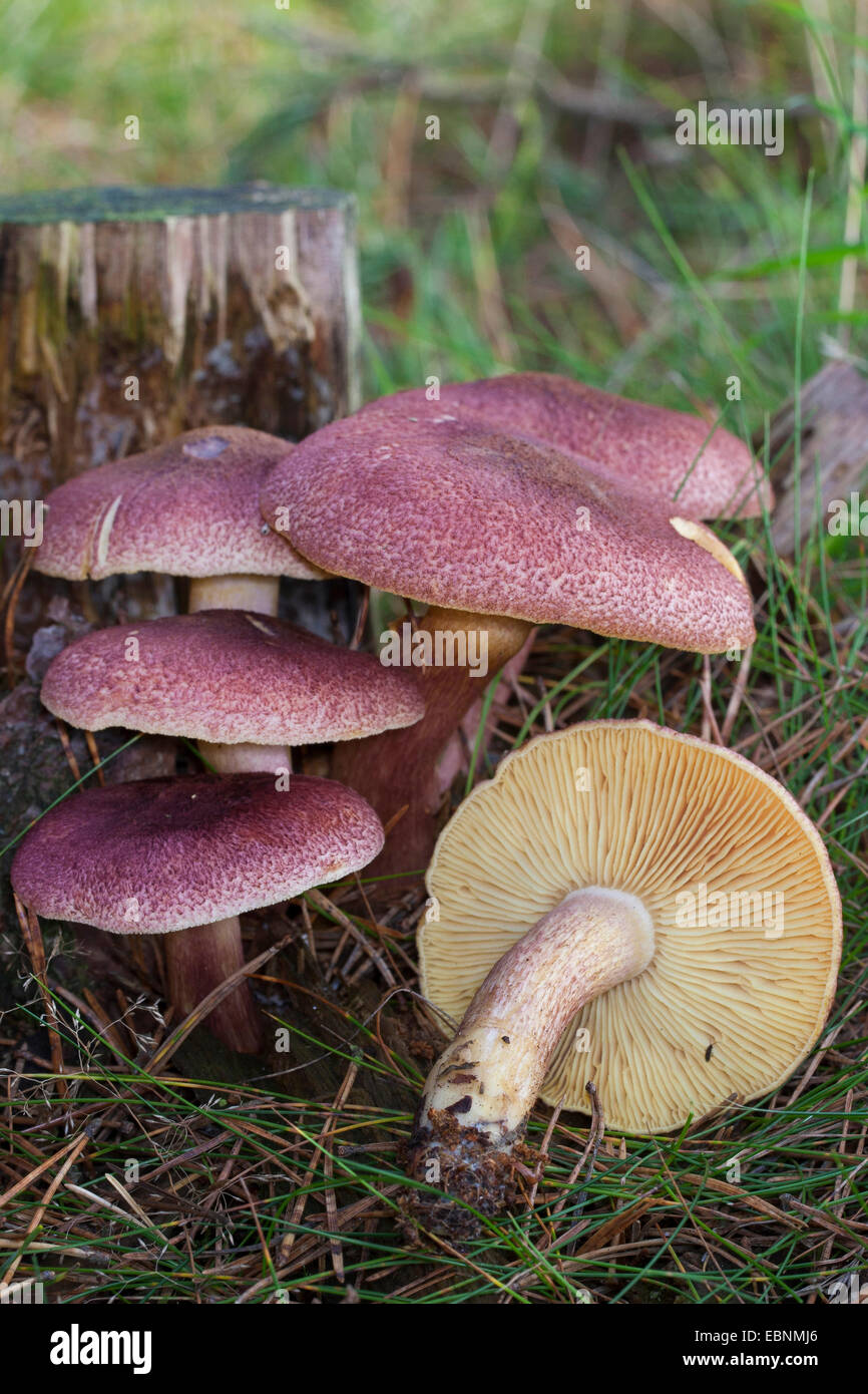 Plums and Custard, Red-haired agaric (Tricholomopsis rutilans, Tricholomopsis variegata, Tricholoma rutilans), five Red-haired agarics at a tree snag, Germany Stock Photo