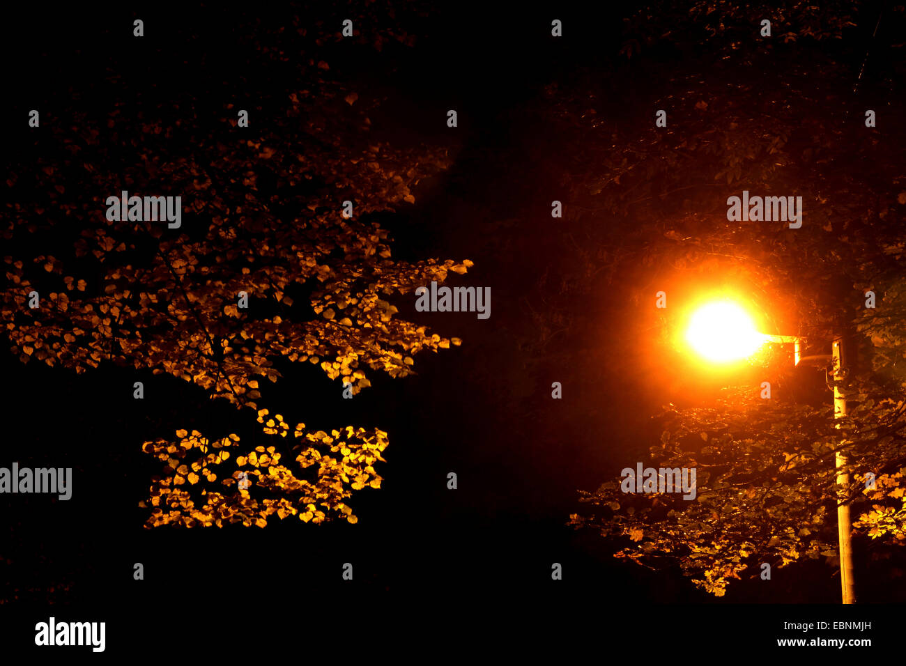 Night among branches trees lanterns hi-res stock photography and images ...