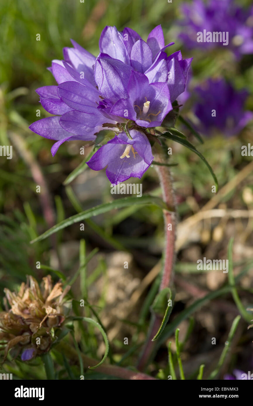 Grassy Bells (Edraianthus graminifolius), blooming Stock Photo