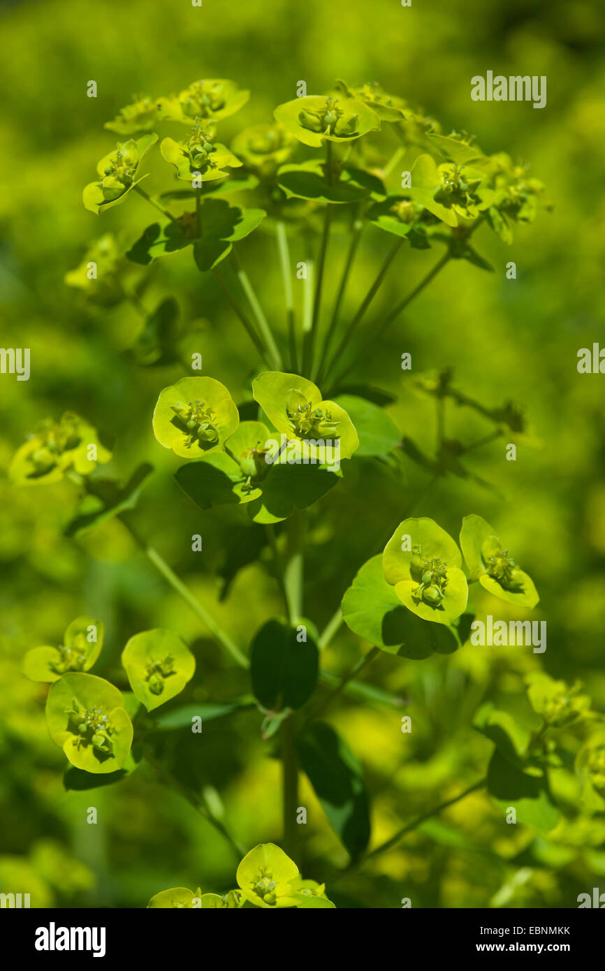 Sweet spurge (Euphorbia dulcis), inflorescence, Germany Stock Photo