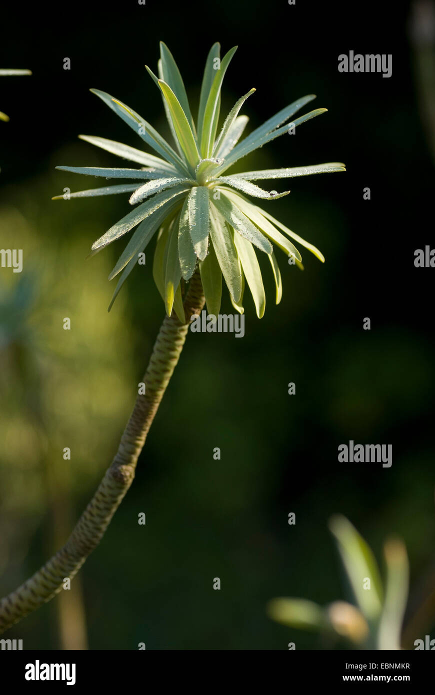 Tree Euphorbia (Euphorbia lambii) Stock Photo