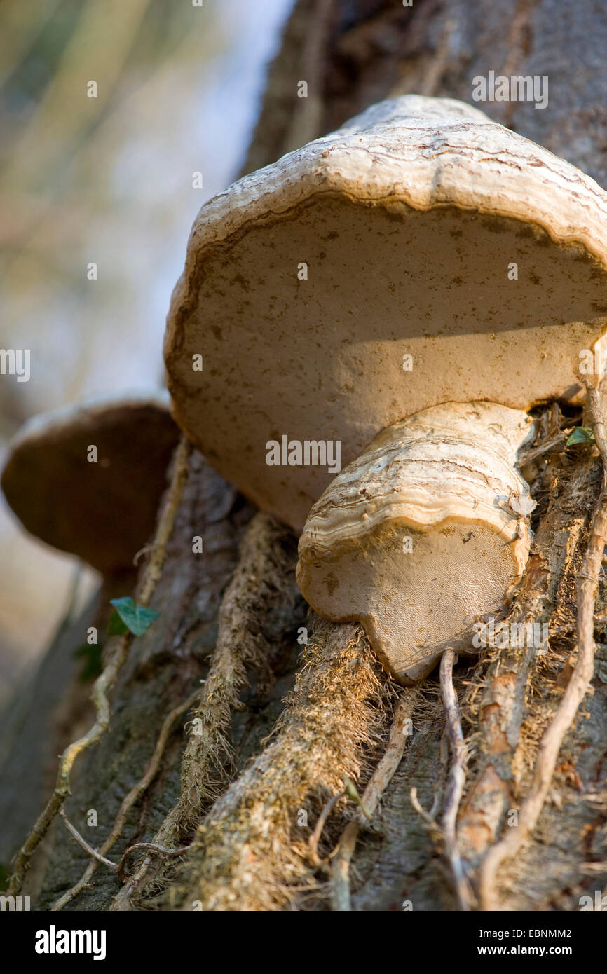 hoof fungus, tinder bracket (Fomes fomentarius), at tree trunk, Germany Stock Photo