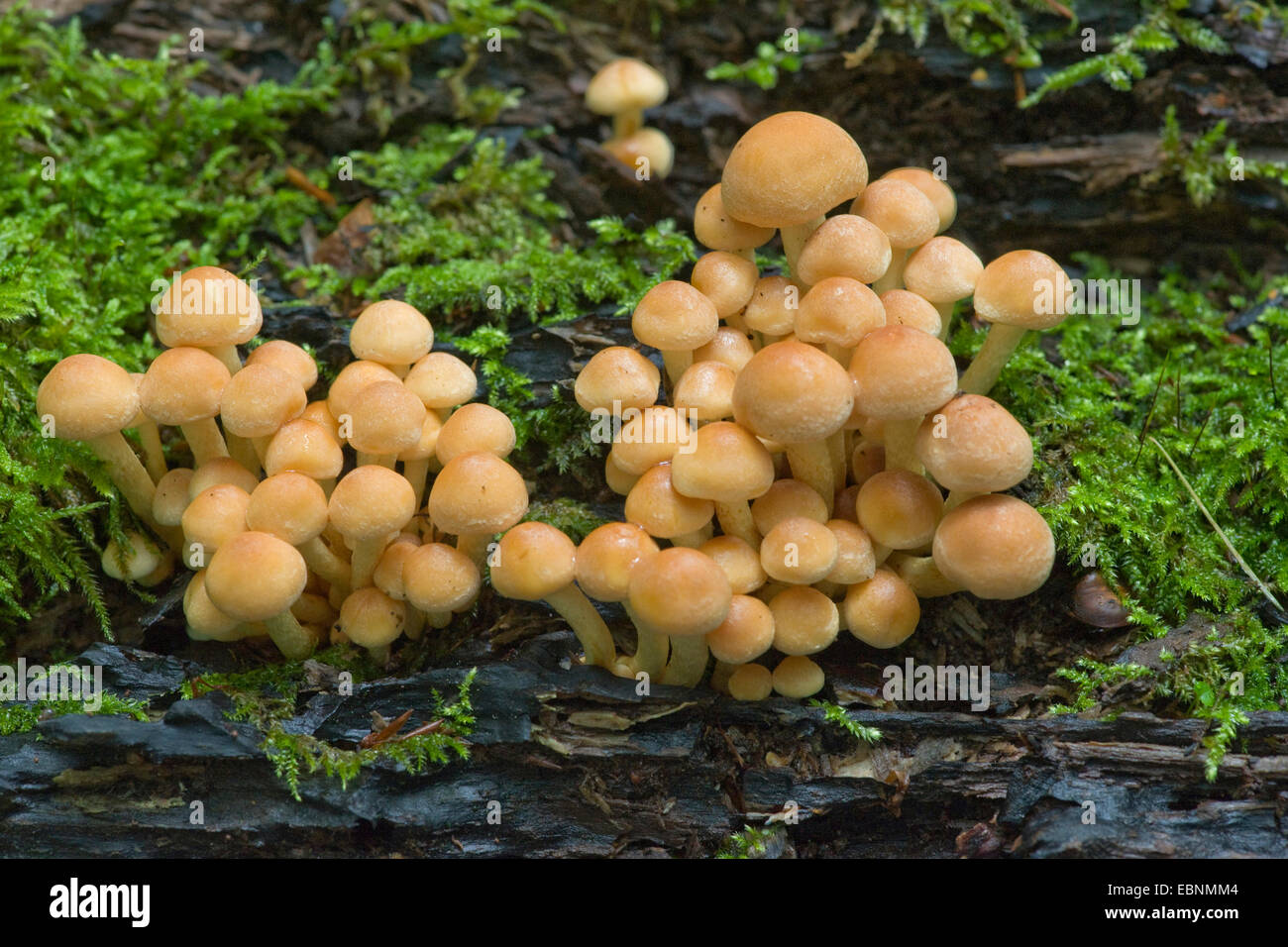 sulphur tuft (Hypholoma fasciculare), many fruiting bodies on mossy tree snag, Germany Stock Photo