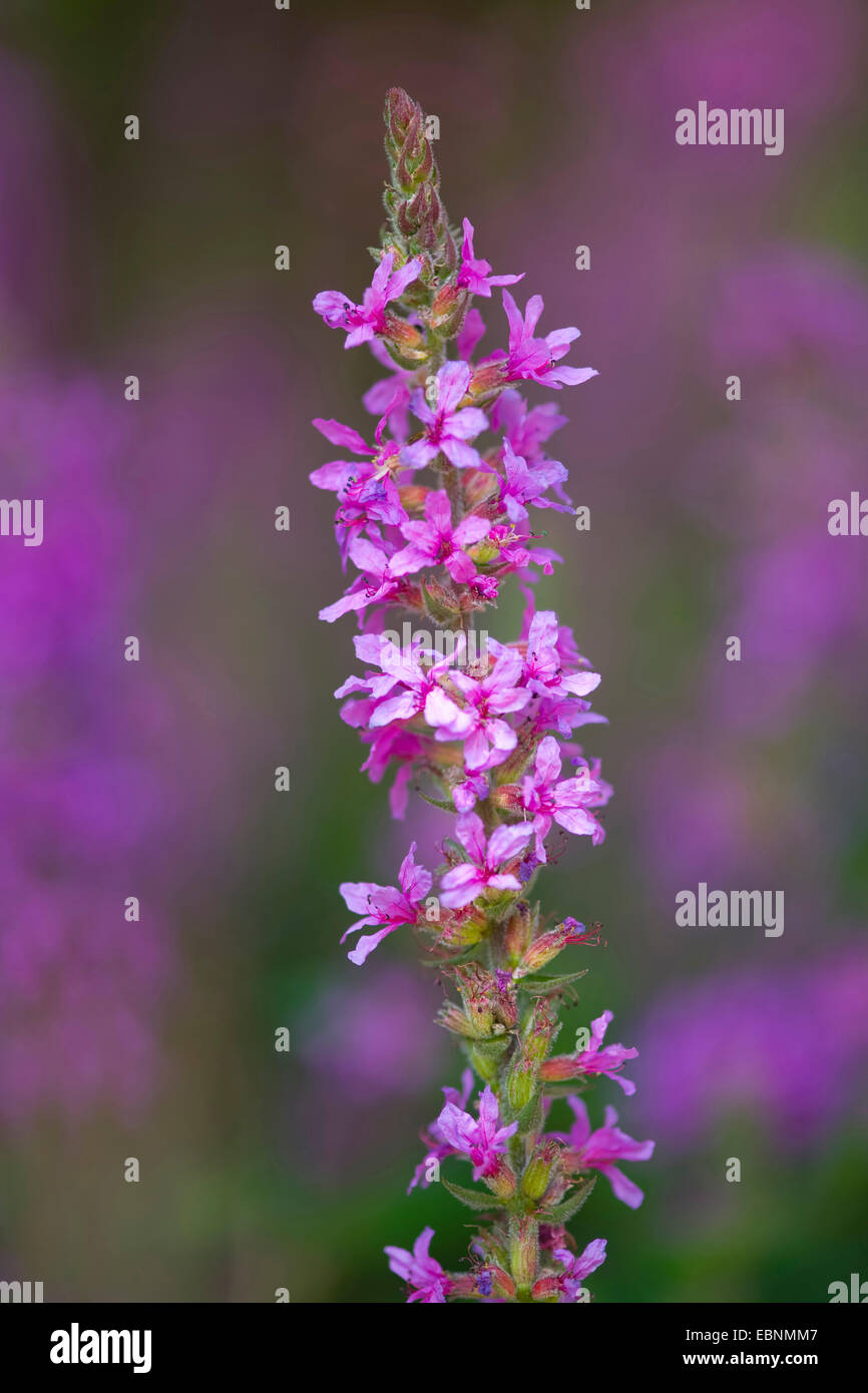 purple loosestrife, spiked loosestrife (Lythrum salicaria), inflorescence, Germany Stock Photo