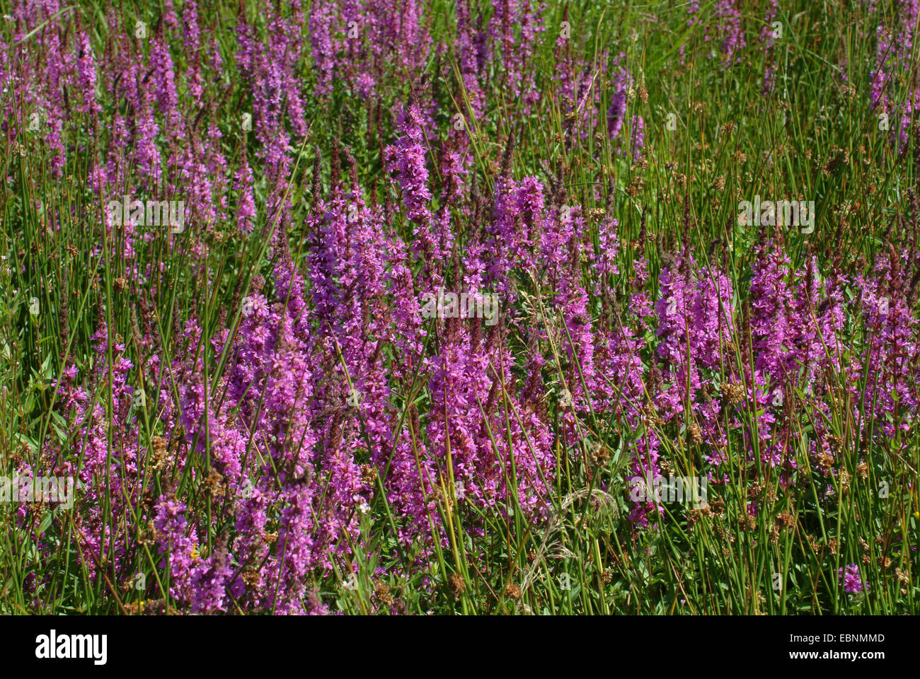 purple loosestrife, spiked loosestrife (Lythrum salicaria), many purple loosestrifes in wetland, Germany Stock Photo