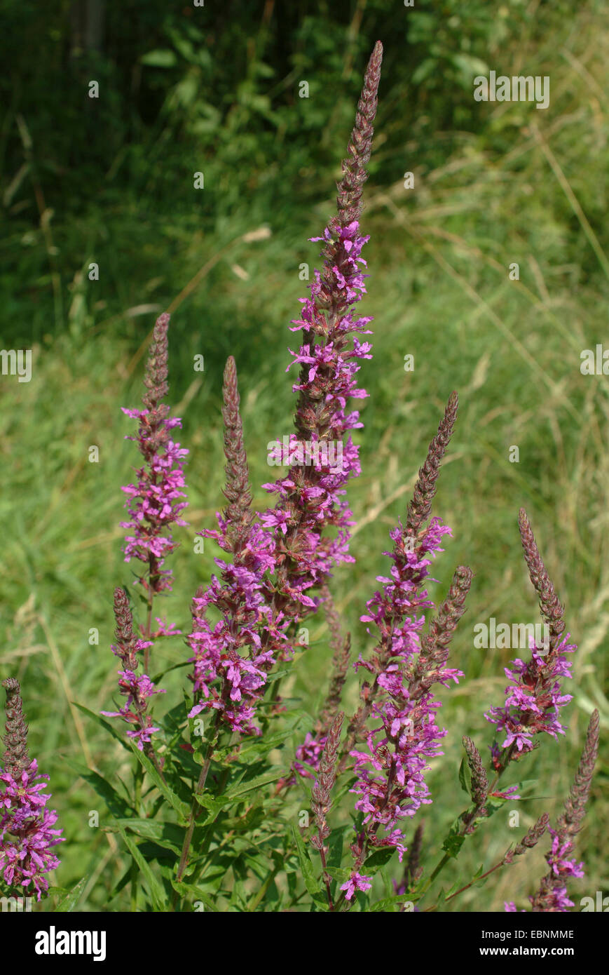 purple loosestrife, spiked loosestrife (Lythrum salicaria), several inflorescences, Germany Stock Photo