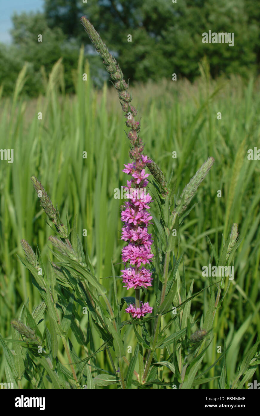 purple loosestrife, spiked loosestrife (Lythrum salicaria), inflorescence, Germany Stock Photo