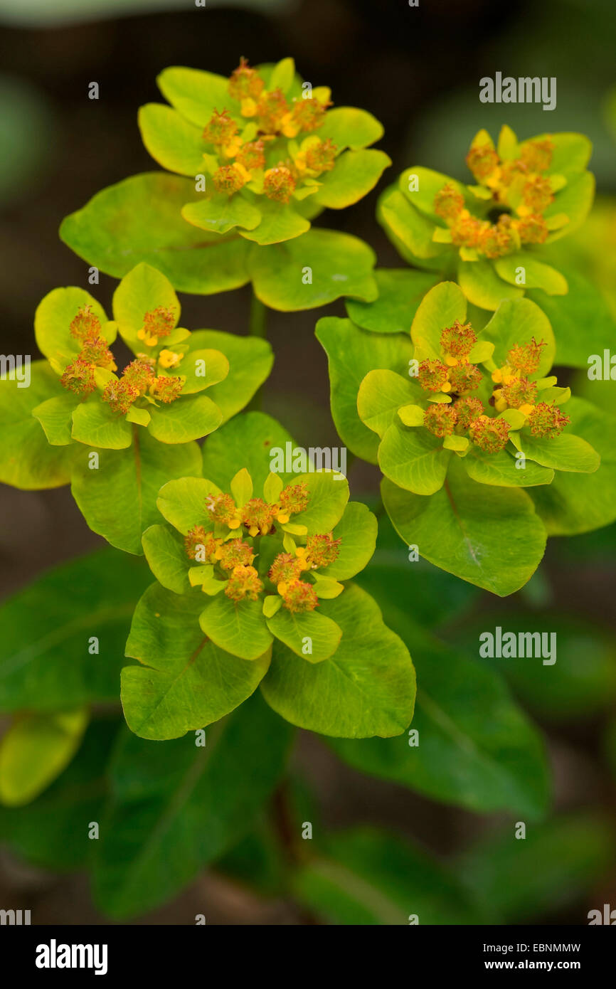 Cushion spurge euphorbia polychroma hires stock photography and images