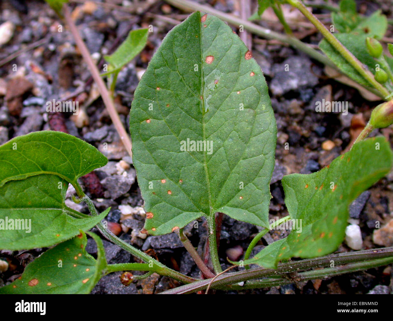 field bindweed, field morning-glory, small bindweed (Convolvulus arvensis), leaf, Germany Stock Photo