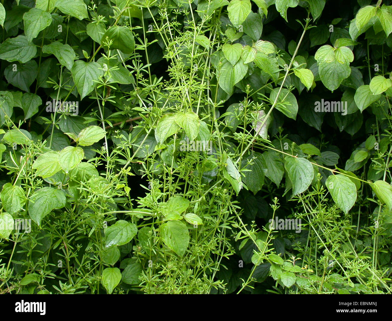 Cleavers, Goosegrass, Catchweed bedstraw (Galium aparine), climbing up a shrub, Germany Stock Photo
