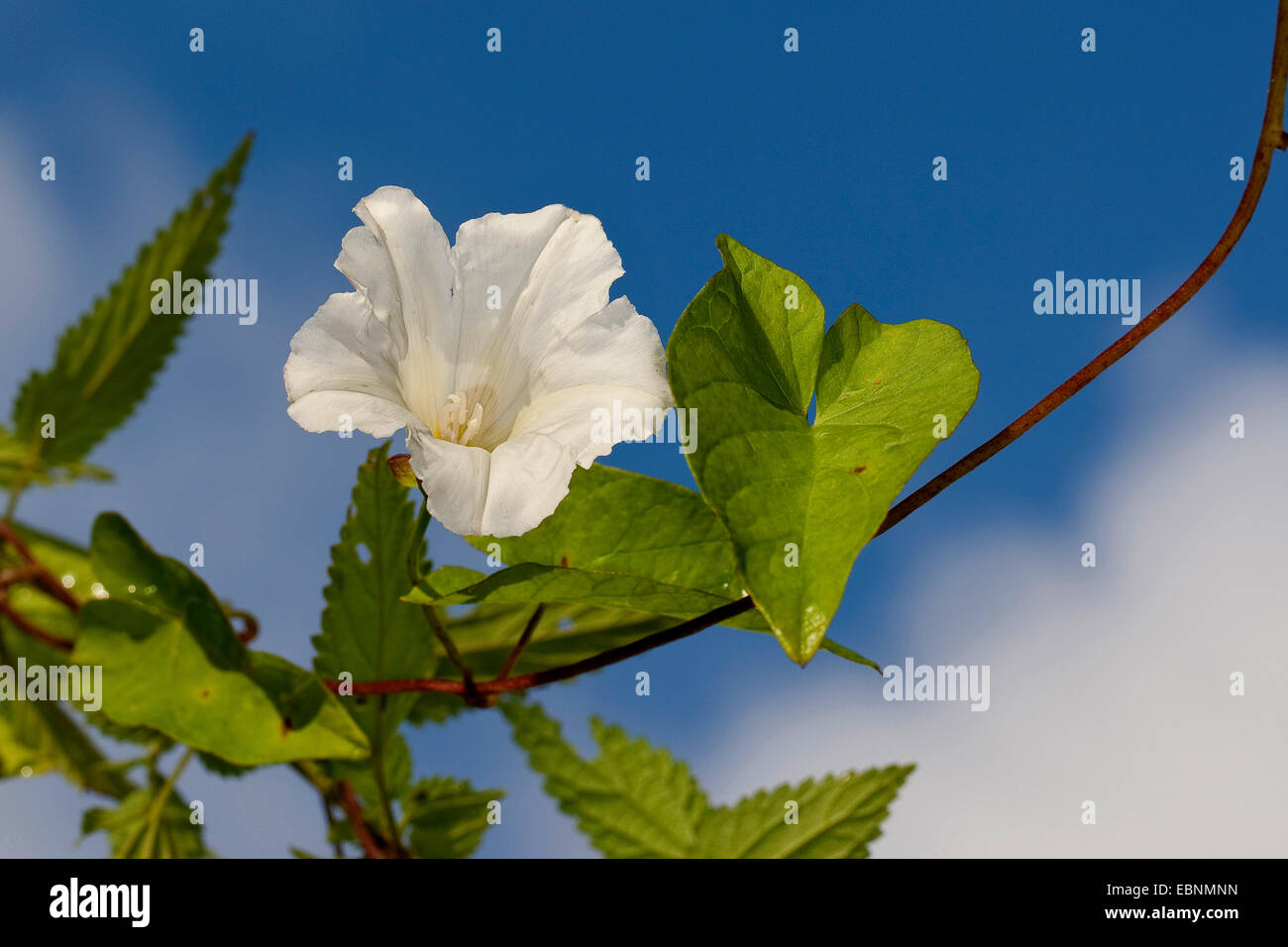 Bellbine, Hedge bindweed, Hedge false bindweed, Lady's-nightcap, Rutland beauty, Greater bindweed (Calystegia sepium, Convolvulus sepium), blooming, Germany Stock Photo