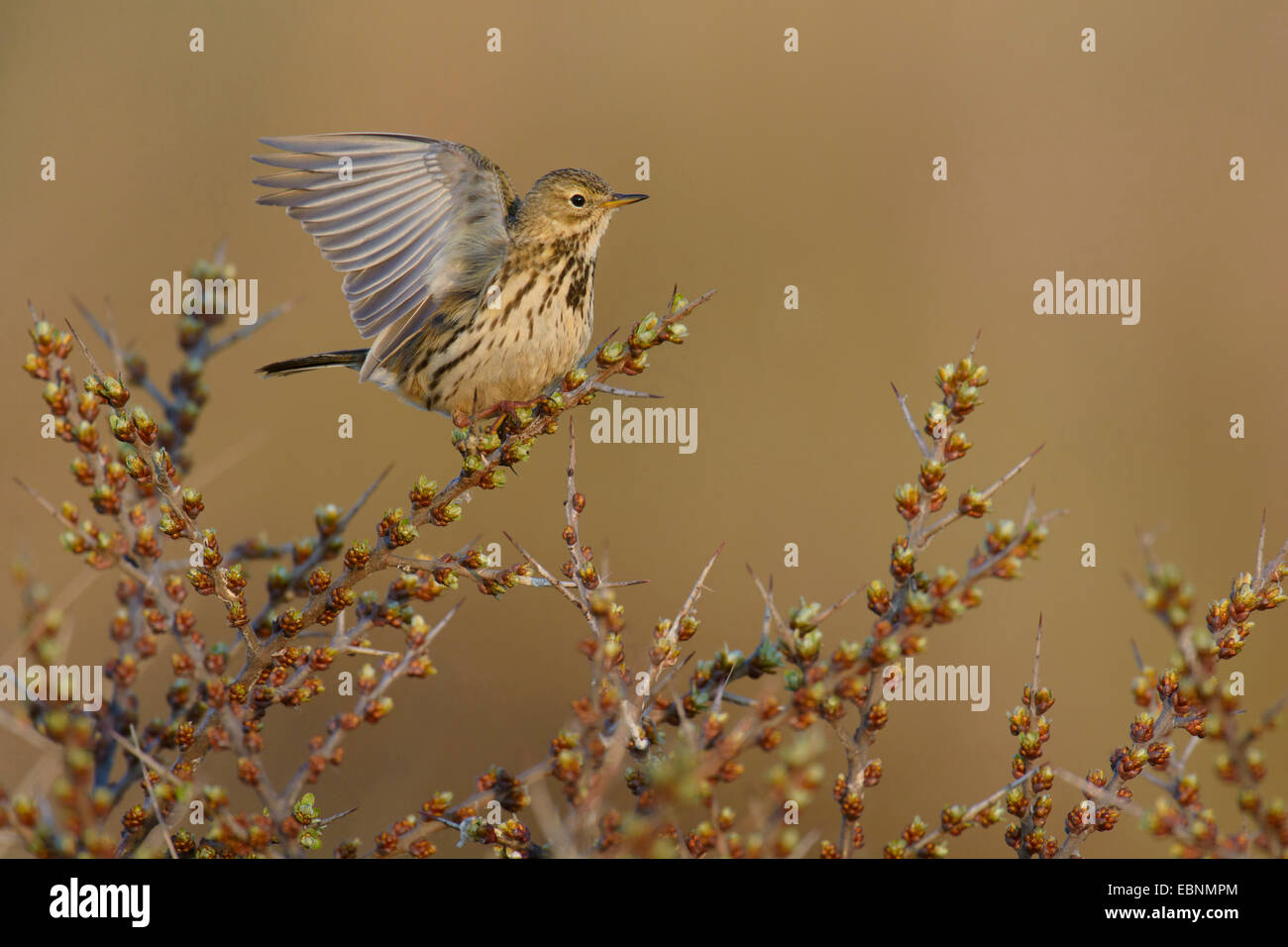 Meadow Pitpit (Anthus pratensis), sitting in a thorny shrub and flapping wings, Netherlands, Texel Stock Photo