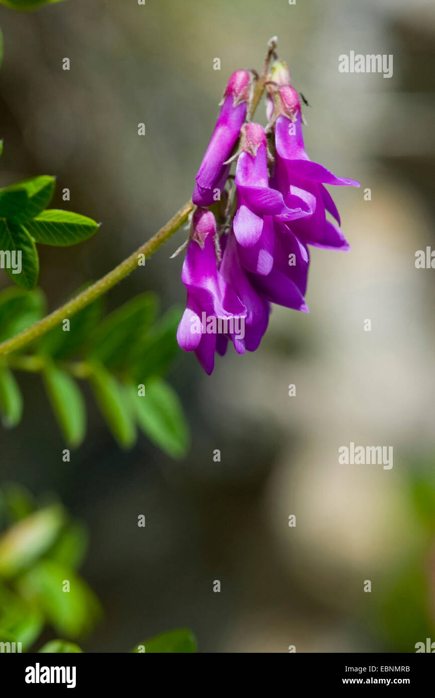 Alpine French Honeysuckle (Hedysarum hedysaroides), inflorescence Stock