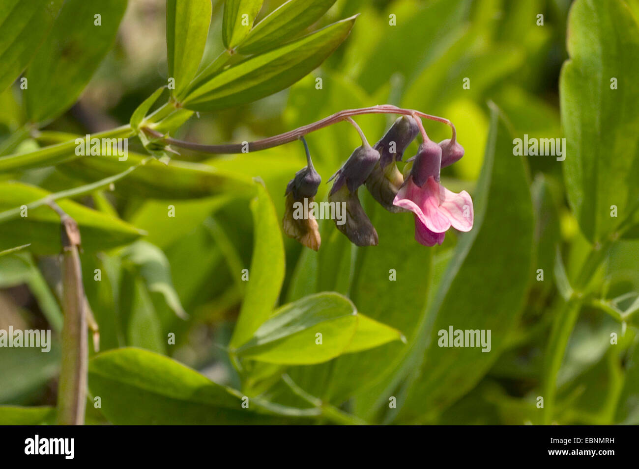 Common bitter-vetch (Lathyrus linifolius, Lathyrus montanus), blooming, Germany Stock Photo