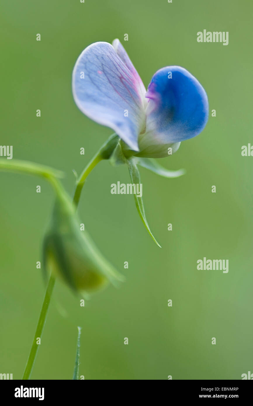 Grass peavine, Chickling-vetch, Blue Sweetpea, Blue Vetchling, Chickling Pea (Lathyrus sativus), blooming Stock Photo