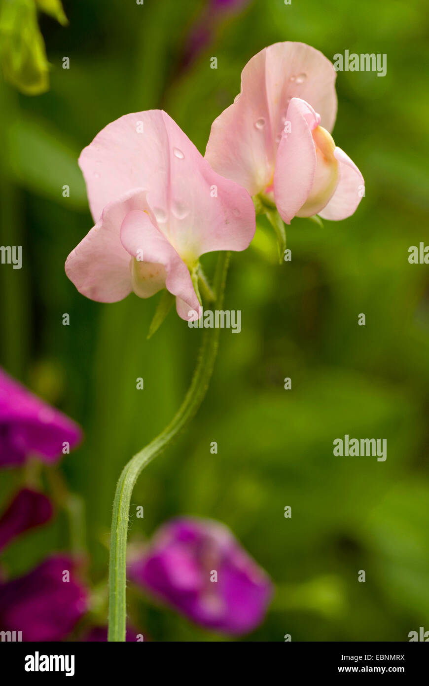 sweet pea (Lathyrus odoratus), flowers Stock Photo