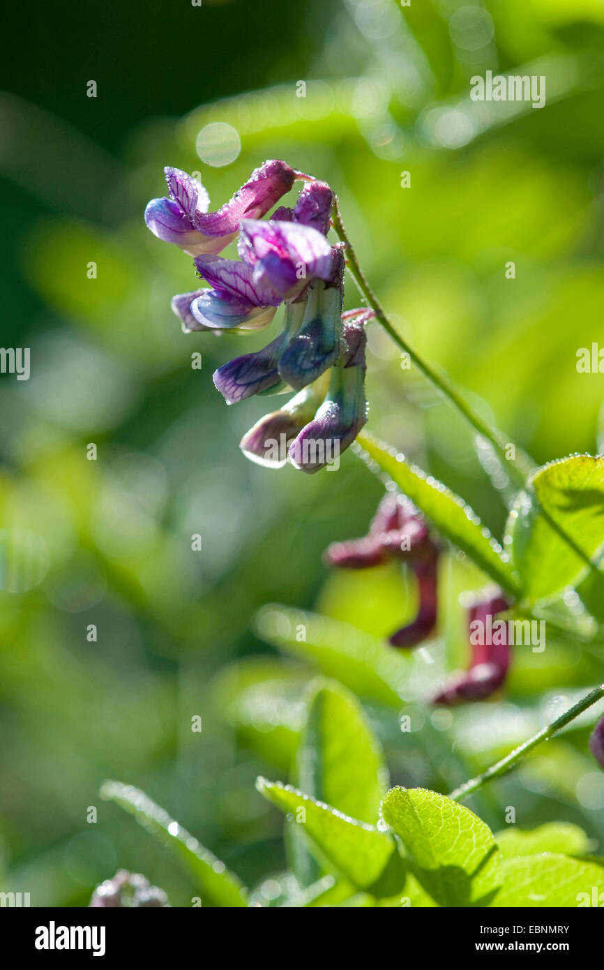 Black pea (Lathyrus niger), inflorescence in backlight, Germany Stock Photo