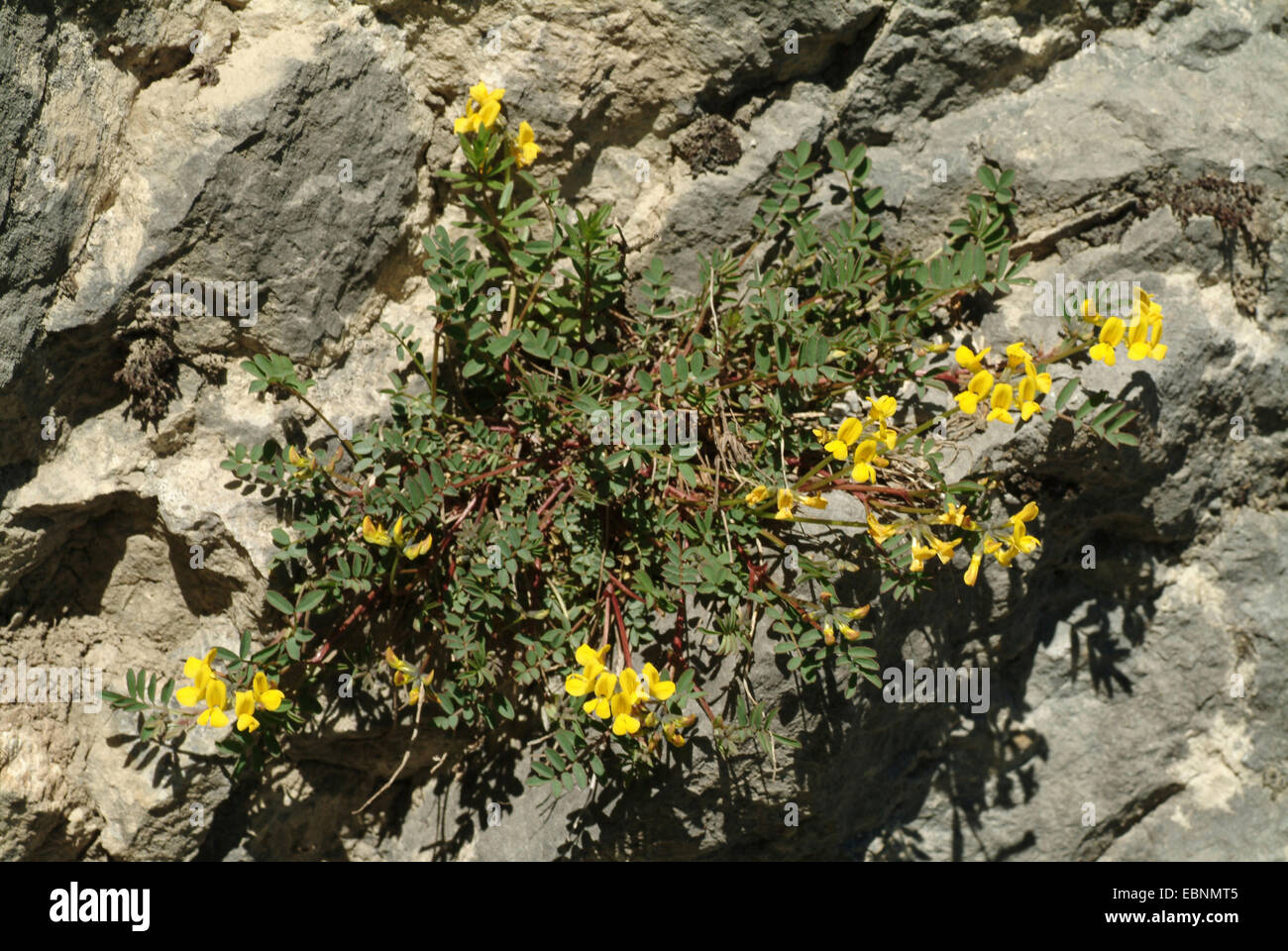 Horseshoe vetch (Hippocrepis comosa), blooming on a rock, Switzerland Stock Photo