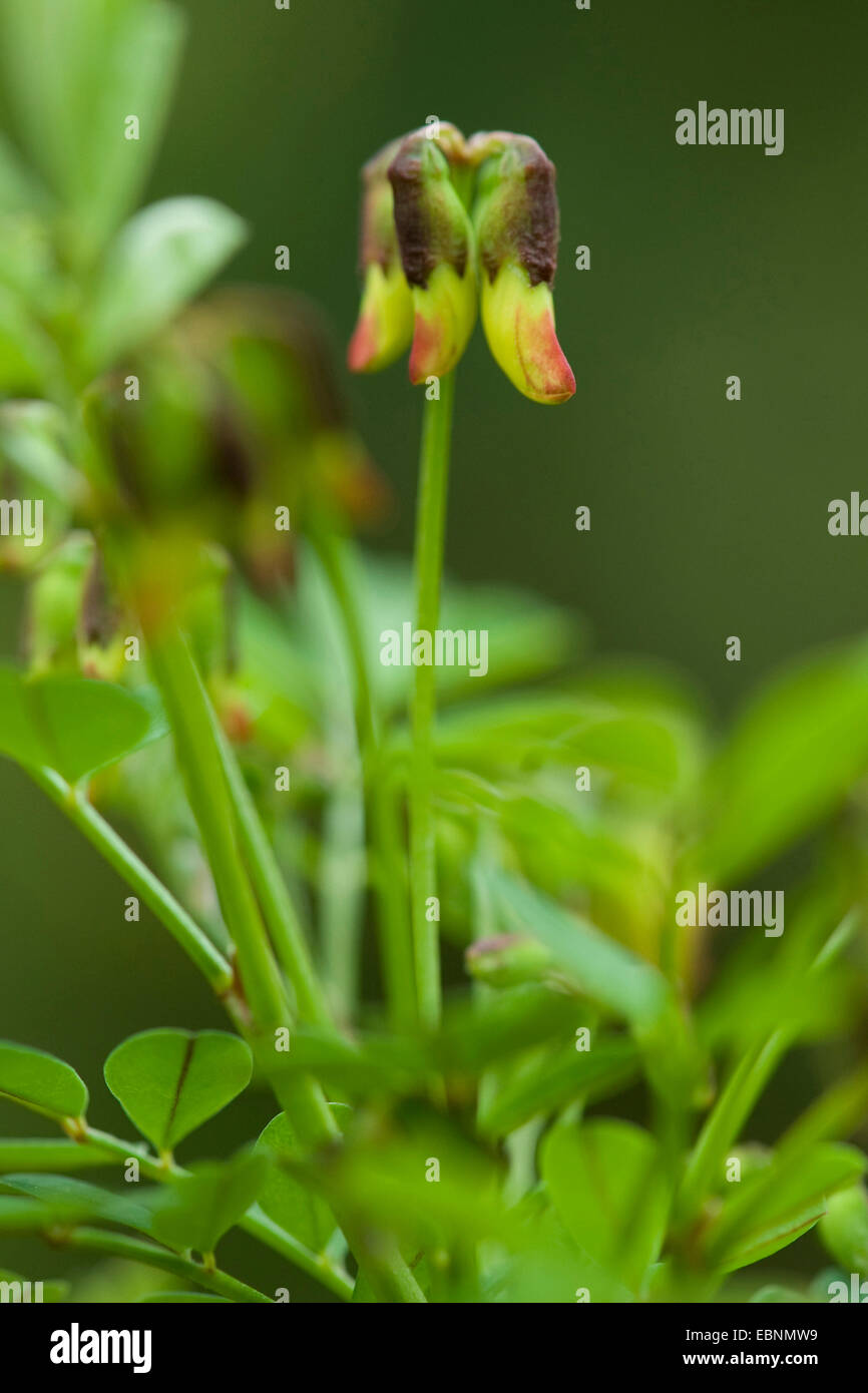 Scorpion Senna (Hippocrepis emerus), inflorescence in bud, Germany Stock Photo