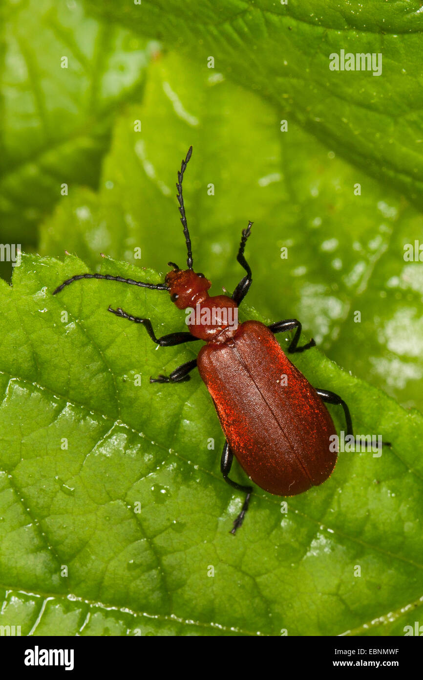 Cardinal Beetle, Cardinal Beetles, Red-headed cardinal beetle ...