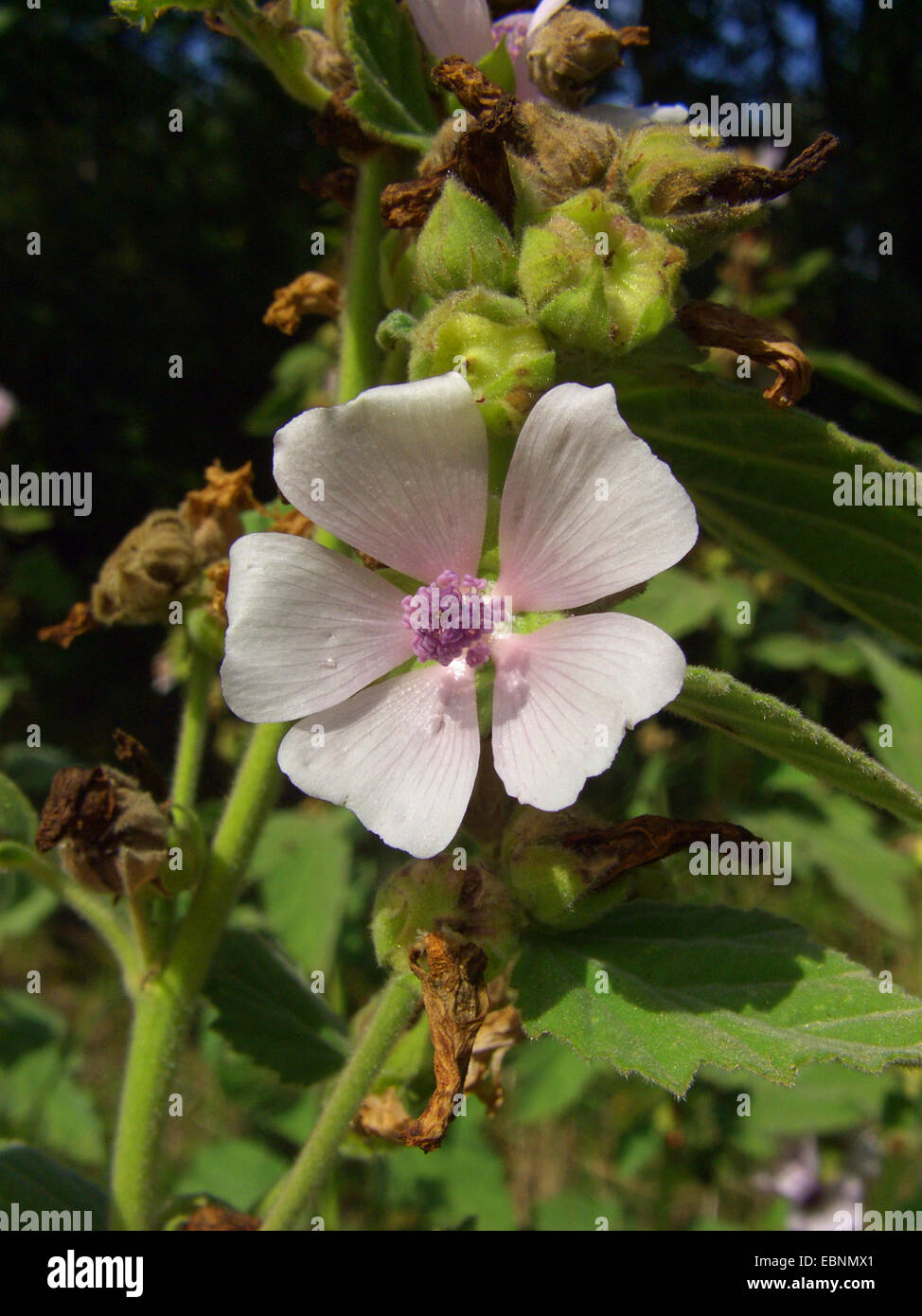common marsh-mallow, common marshmallow (Althaea officinalis), flower Stock Photo