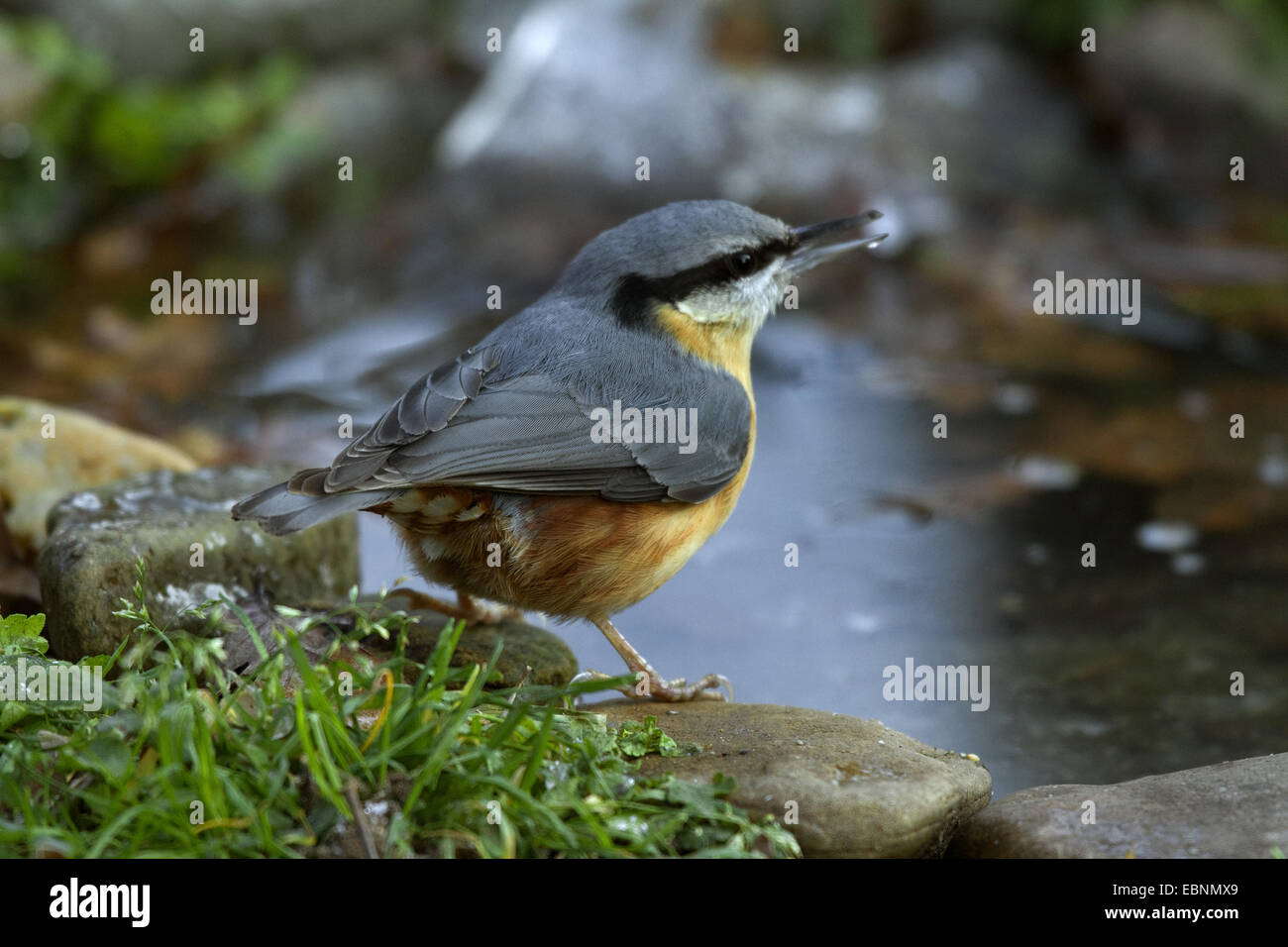 Eurasian nuthatch (Sitta europaea), sitting at the edge of an icy bird bath, Germany Stock Photo