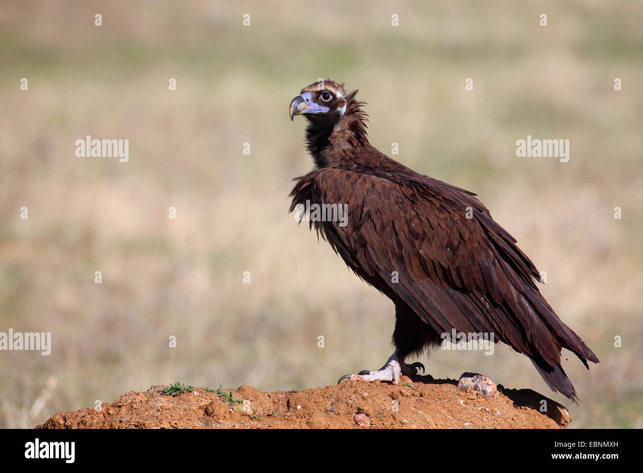 cinereous vulture (Aegypius monachus), adult vulture stands on the ground, Spain, Extremadura Stock Photo