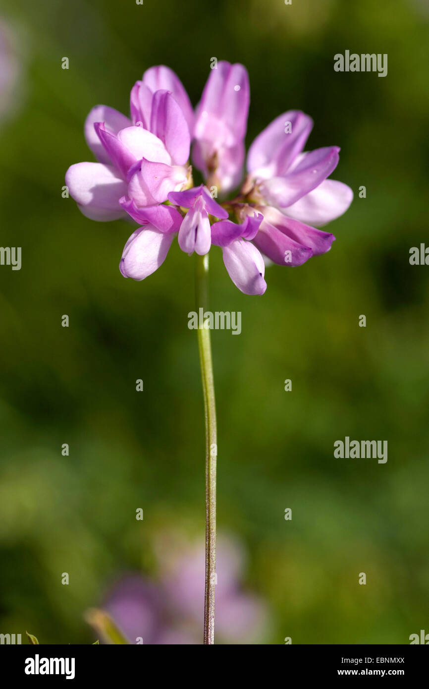 crown vetch, trailing crownvetch, common crown-vetch (Securigera varia, Coronilla varia), inflorescence, Germany Stock Photo
