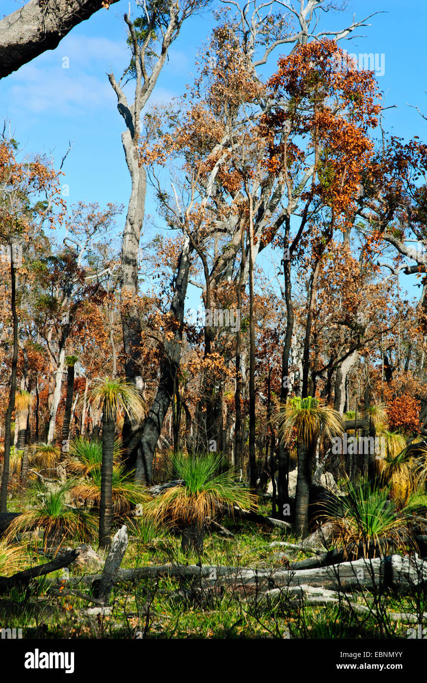 Tingle Trees,Forests,Tingle Tree Top Walk,Southern most tip of Australia,Walpole, South Coast,Western Australia Stock Photo