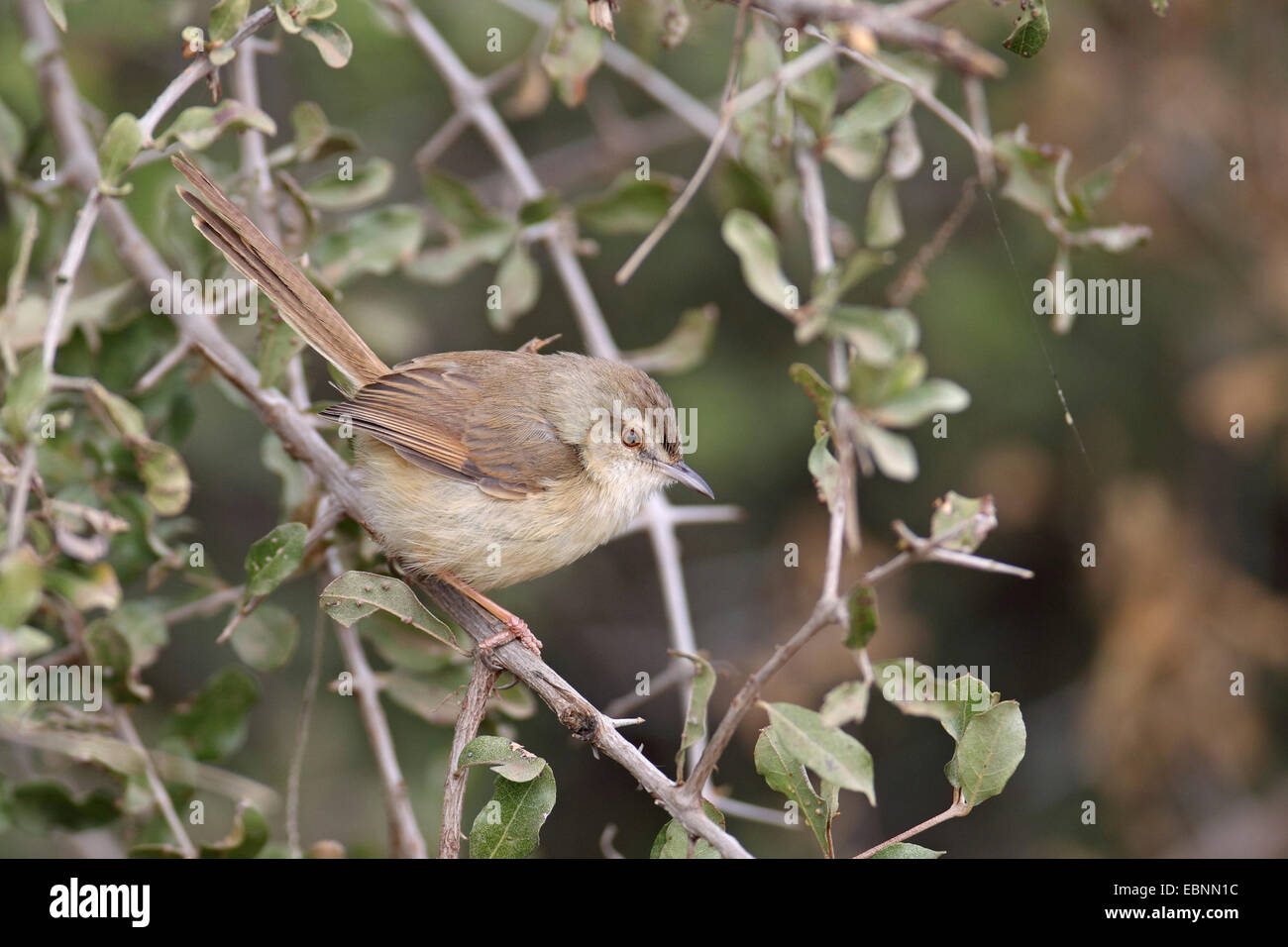 Tawnyflanked prinia (Prinia subflava), sitting in a bush, South Africa