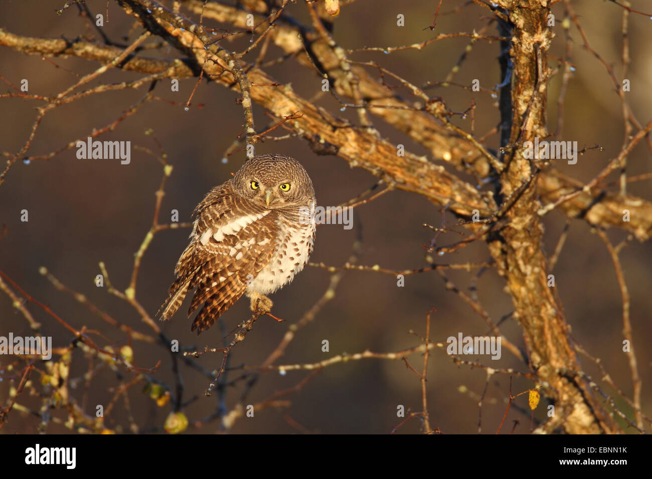 pearl-spotted owlet (Glaucidium perlatum), sits in a tree, South Africa, Kruger National Park Stock Photo