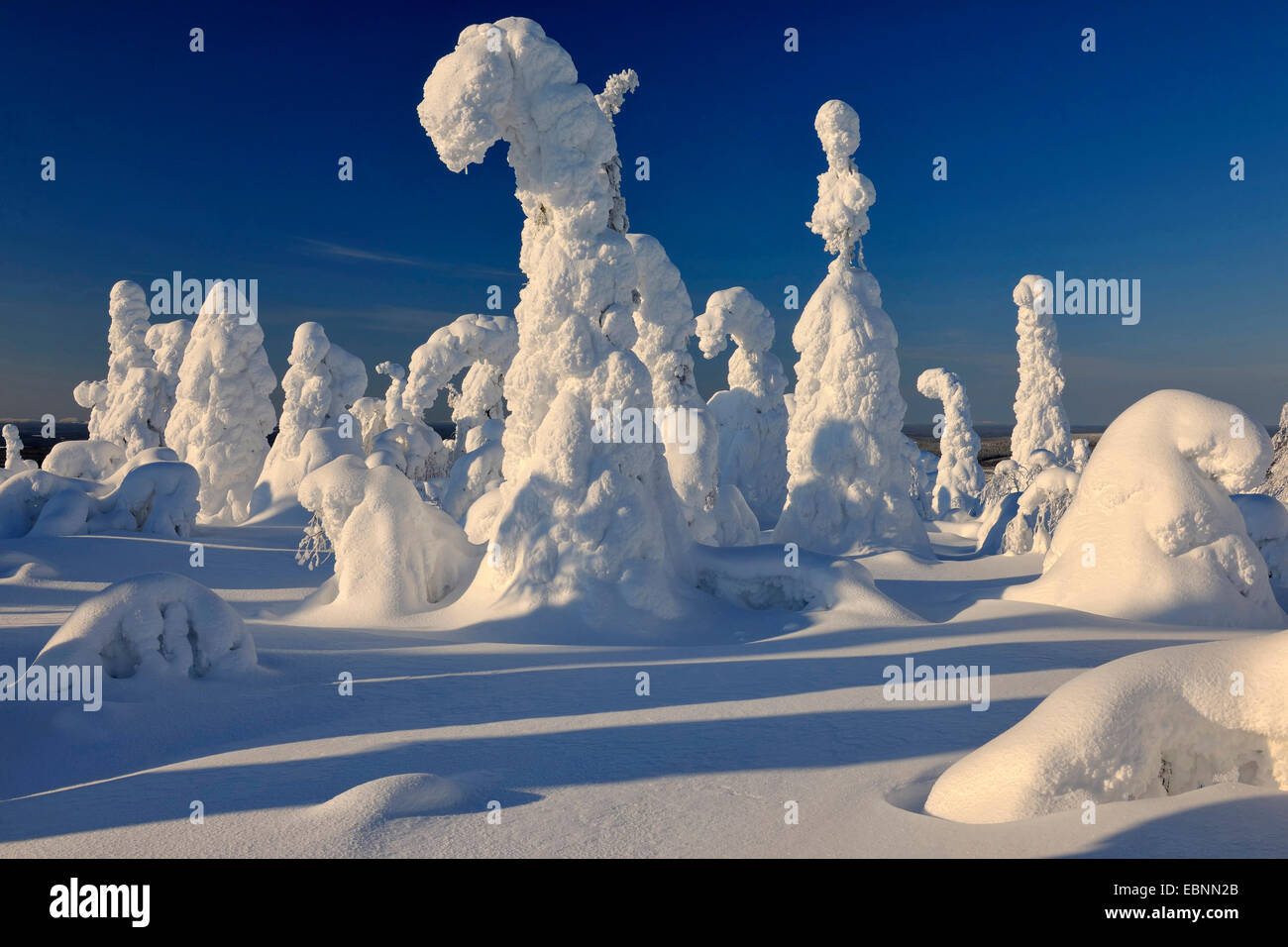 spruces covered with snow and ice, Finland, Kuusamo Stock Photo