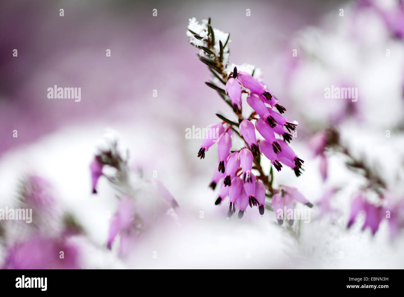 spring heath (Erica herbacea, Erica carnea), in snow, Germany, Baden-Wuerttemberg Stock Photo