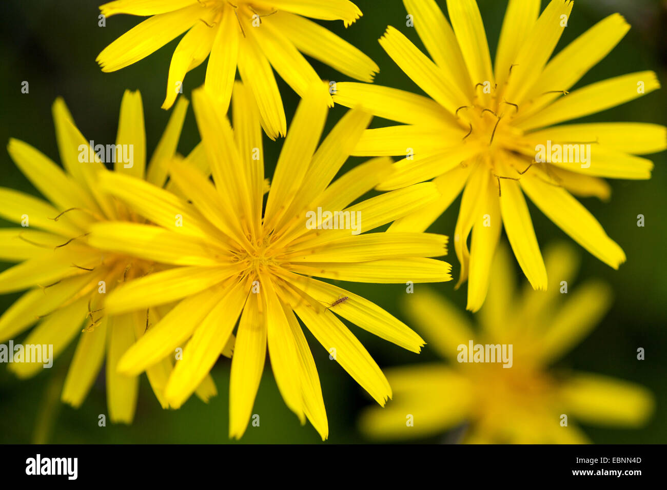 yellow flowers, Austria, Tyrol Stock Photo