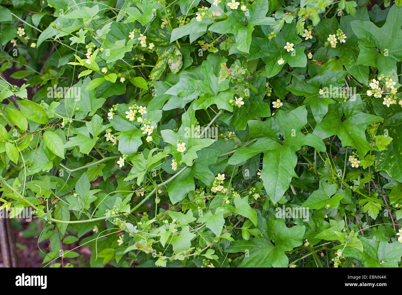 White bryony, Red bryony (Bryonia dioica, Bryonia cretica ssp. dioica), flowering, Germany Stock Photo