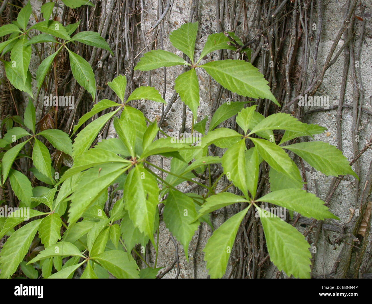false Virginia-creeper (Parthenocissus inserta, Parthenocissus quinquefolia agg.), at a concrete wall Stock Photo