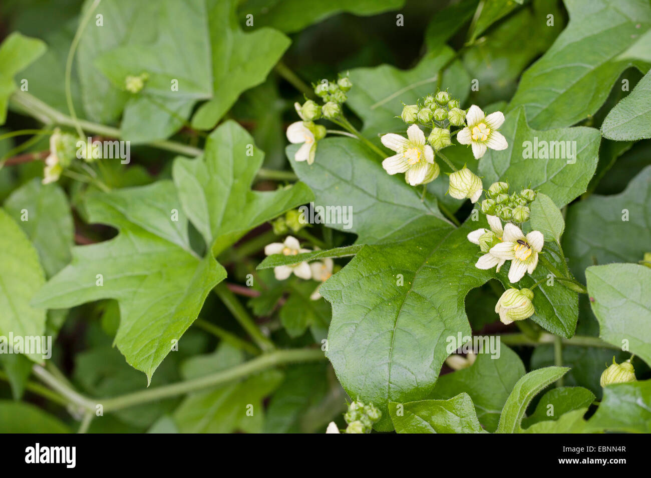 White bryony, Red bryony (Bryonia dioica, Bryonia cretica ssp. dioica), leaves and flowers, Germany Stock Photo