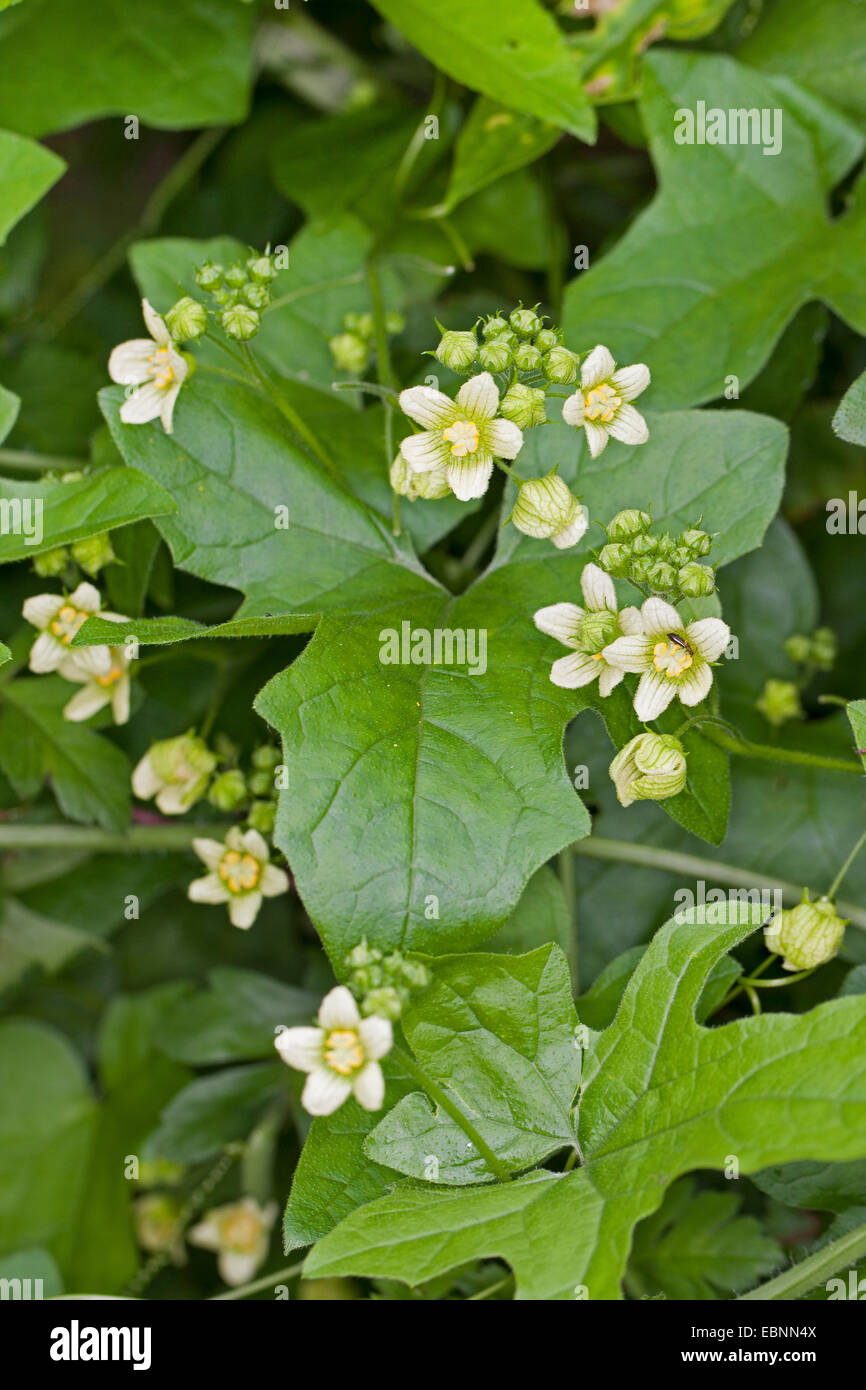 White bryony, Red bryony (Bryonia dioica, Bryonia cretica ssp. dioica), leaves and flowers, Germany Stock Photo
