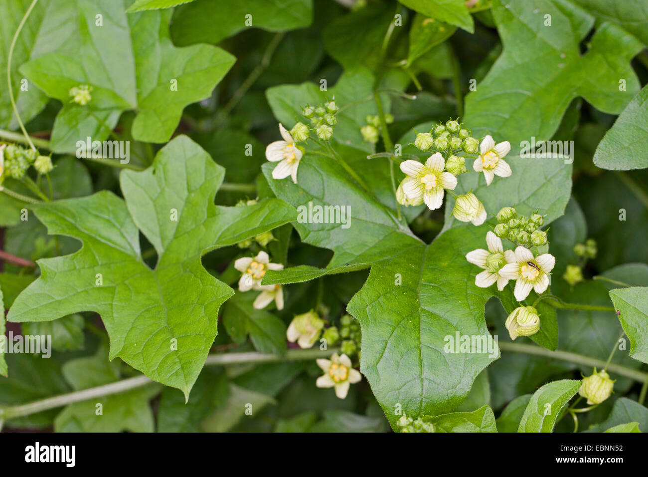 White bryony, Red bryony (Bryonia dioica, Bryonia cretica ssp. dioica), flowers and leaves, Germany Stock Photo