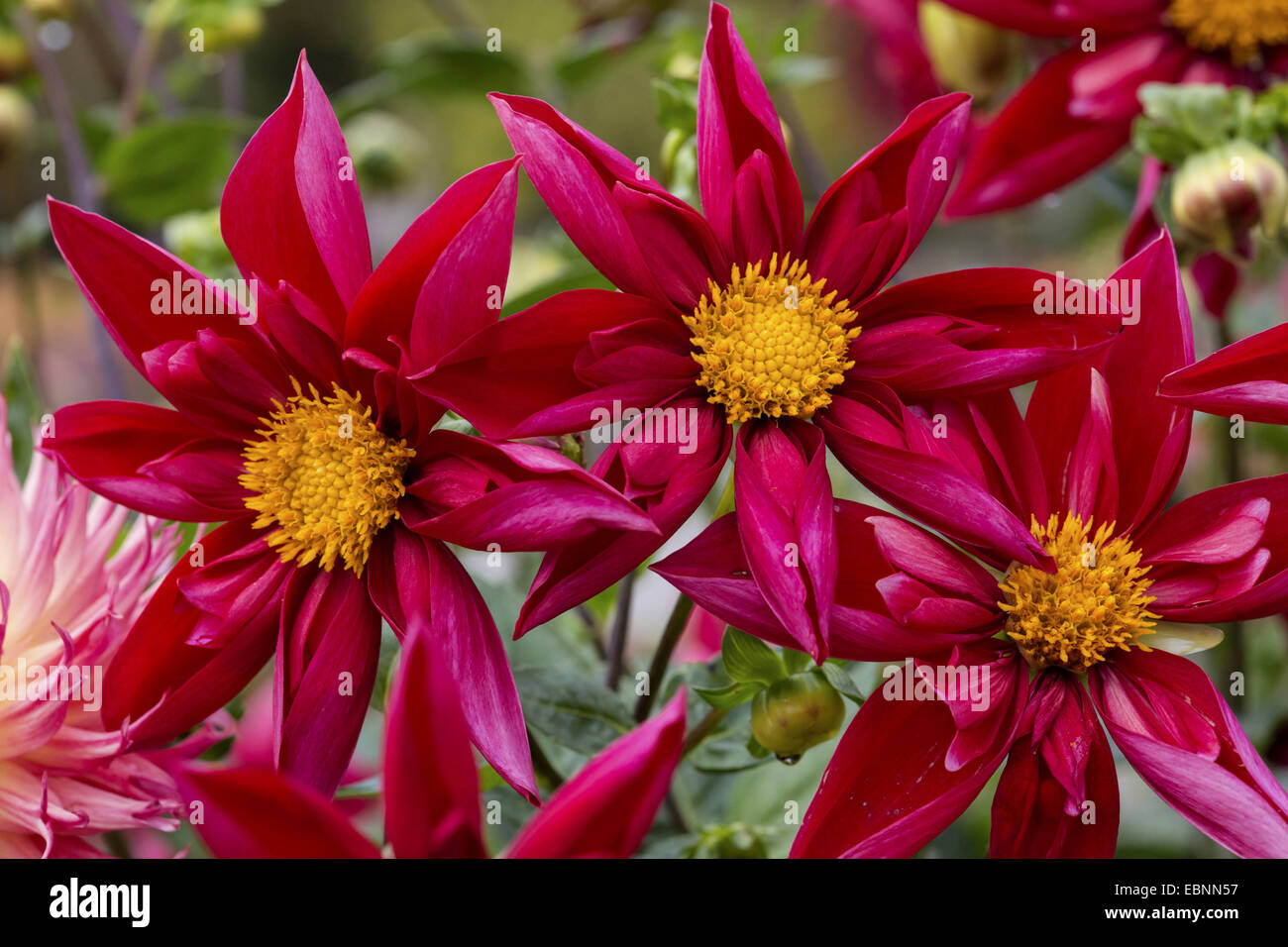 georgina (Dahlia spec.), blooming Stock Photo