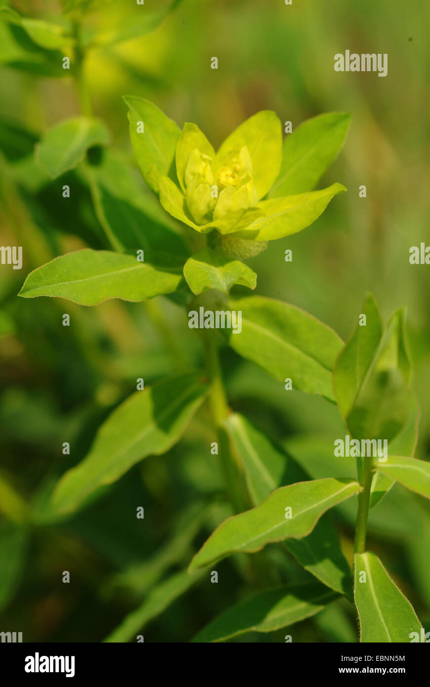 Spurge (Euphorbia verrucosa), blooming, Switzerland, NSG Chilpen Diegten Stock Photo