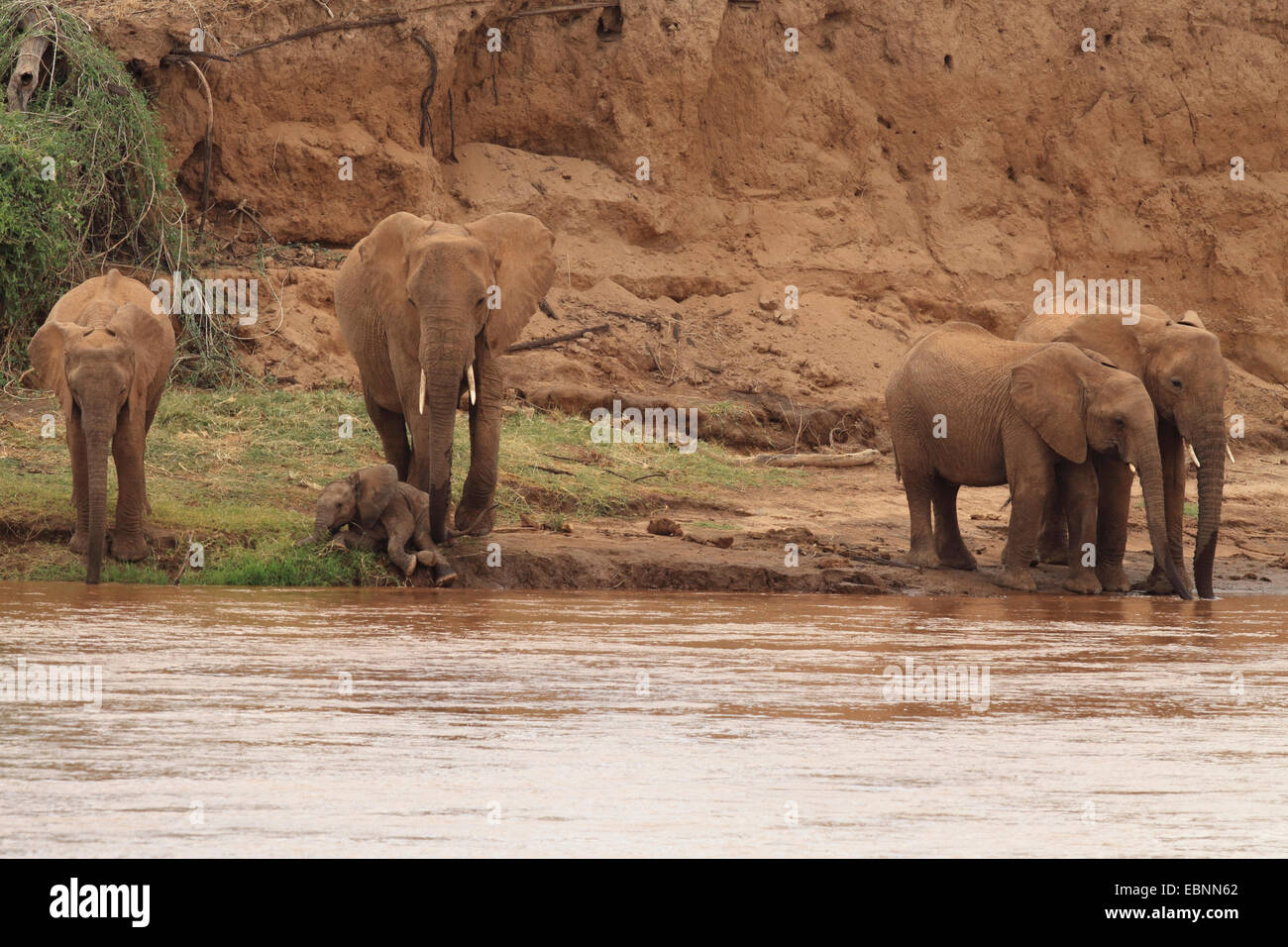 African elephant (Loxodonta africana), herd of elephants at the Uaso Nyiro river, Kenya, Samburu National Reserve Stock Photo