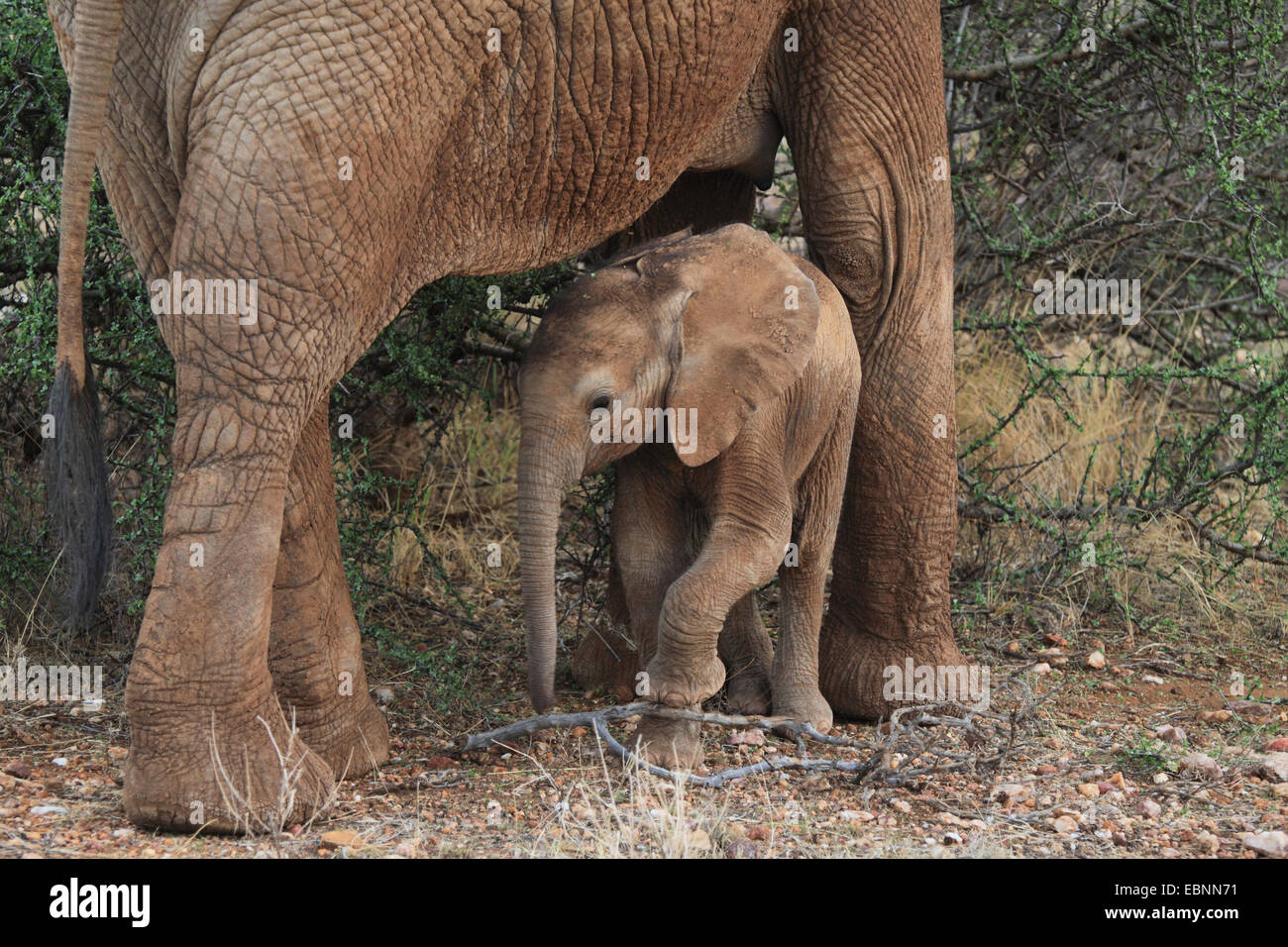 African elephant (Loxodonta africana), elephant calf with the mother, Kenya, Samburu National Reserve Stock Photo