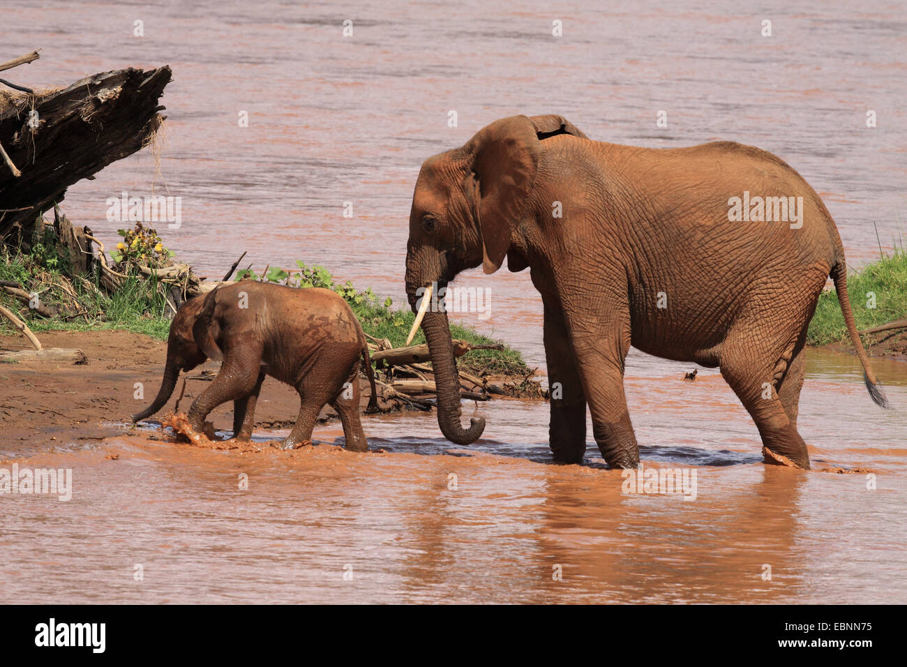 African elephant (Loxodonta africana), cow elephant with calf in shallow water, Kenya, Samburu National Reserve Stock Photo