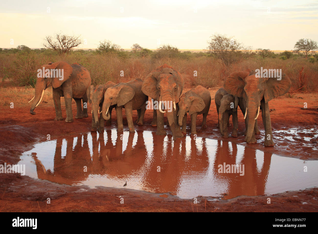 African elephant (Loxodonta africana), elephants at the water hole, Kenya, Tsavo East National Park Stock Photo