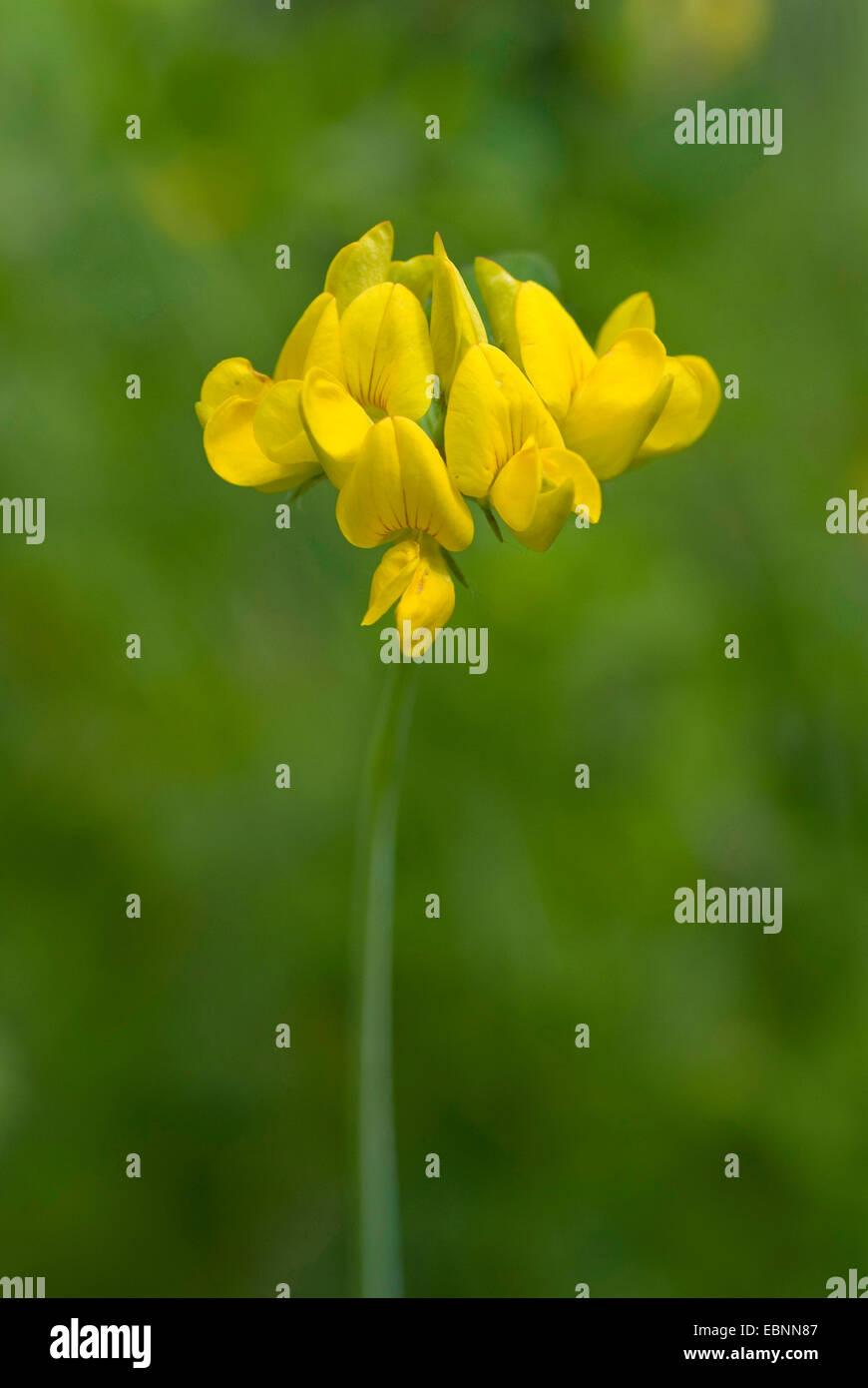 Greater Bird's-foot Trefoil (Lotus pedunculatus), inflorescence, Germany Stock Photo